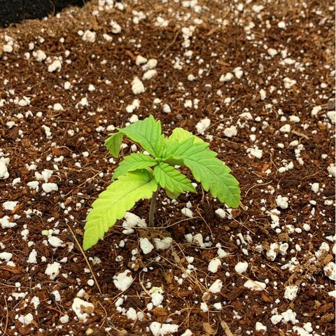 Girl Scout Cookies #3 growlog timeline photo