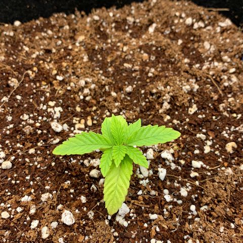 Girl Scout Cookies #1 growlog timeline photo