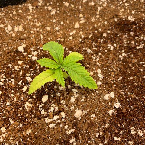 Girl Scout Cookies #3 growlog timeline photo