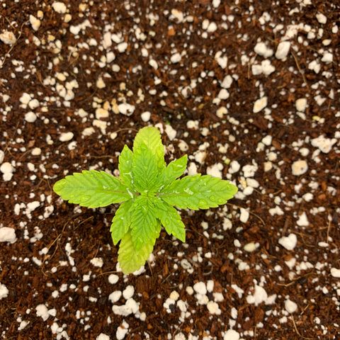 Girl Scout Cookies #1 growlog timeline photo