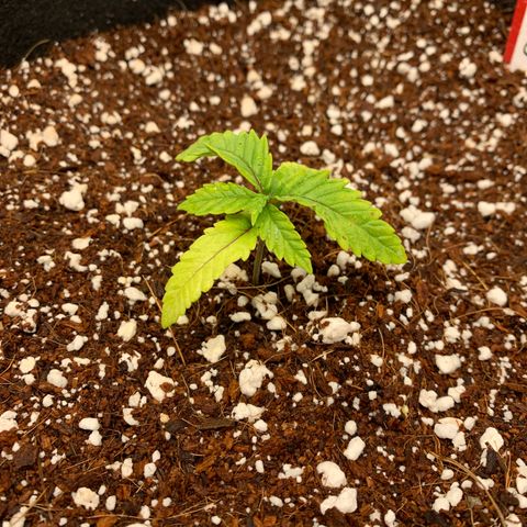 Girl Scout Cookies #3 growlog timeline photo