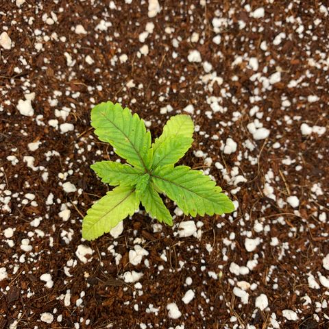 Girl Scout Cookies #3 growlog timeline photo