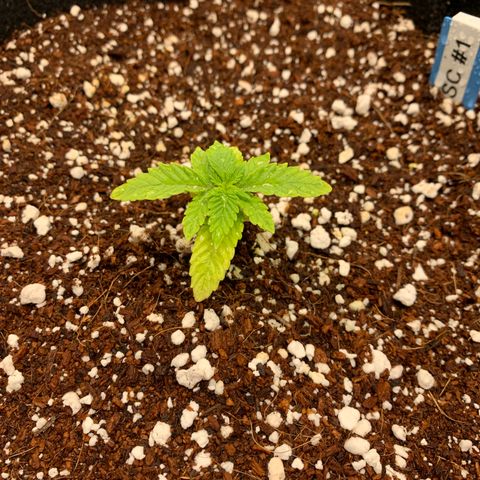 Girl Scout Cookies #1 growlog timeline photo