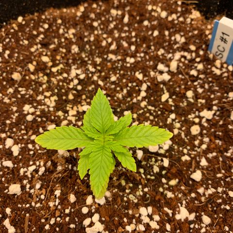 Girl Scout Cookies #1 growlog timeline photo