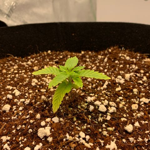 Girl Scout Cookies #1 growlog timeline photo