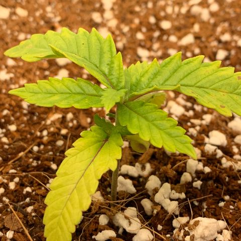 Girl Scout Cookies #3 growlog timeline photo