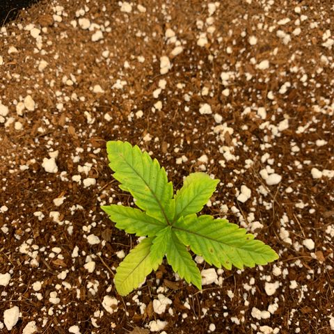 Girl Scout Cookies #3 growlog timeline photo