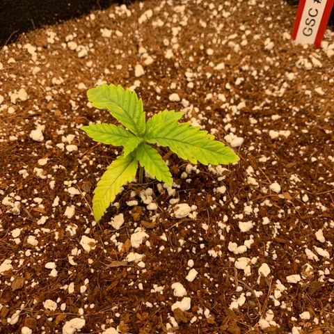 Girl Scout Cookies #3 growlog timeline photo