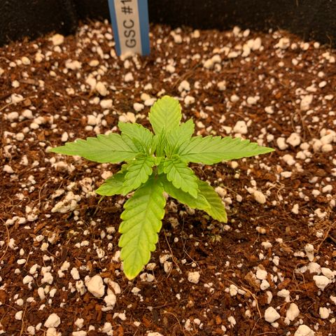Girl Scout Cookies #1 growlog timeline photo