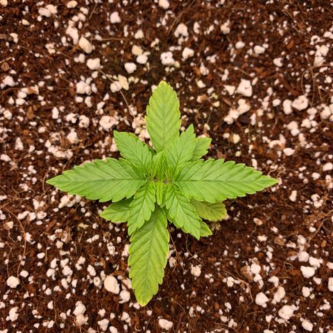Girl Scout Cookies #1 growlog timeline photo