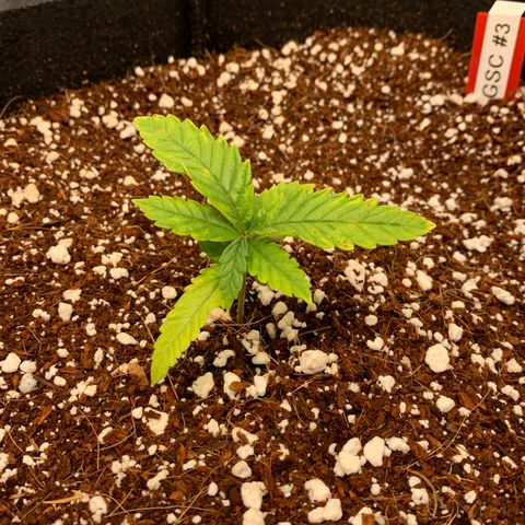 Girl Scout Cookies #3 growlog timeline photo
