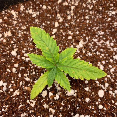 Girl Scout Cookies #3 growlog timeline photo
