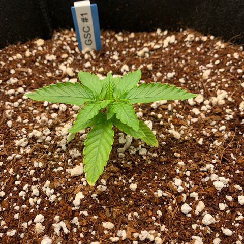 Girl Scout Cookies #1 growlog timeline photo
