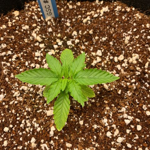 Girl Scout Cookies #1 growlog timeline photo