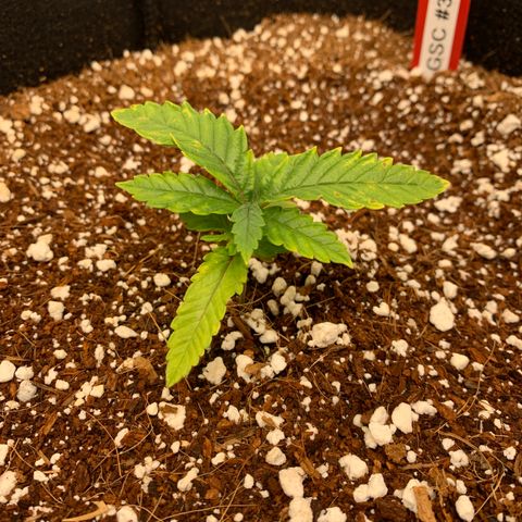 Girl Scout Cookies #3 growlog timeline photo