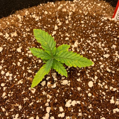 Girl Scout Cookies #3 growlog timeline photo