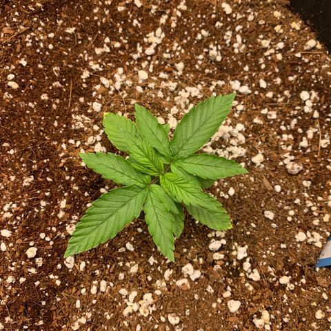 Girl Scout Cookies #1 growlog timeline photo