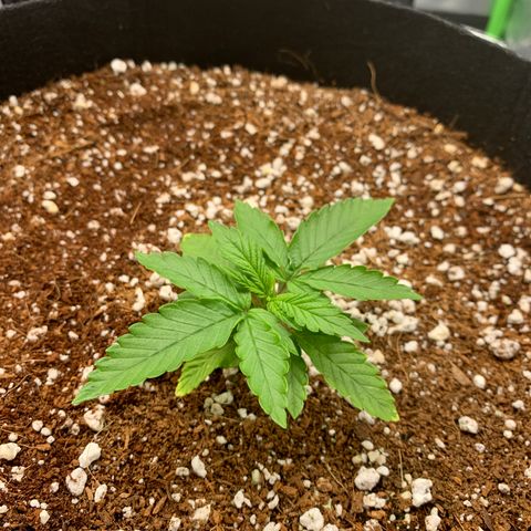 Girl Scout Cookies #1 growlog timeline photo