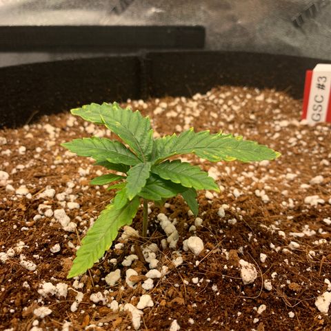 Girl Scout Cookies #3 growlog timeline photo