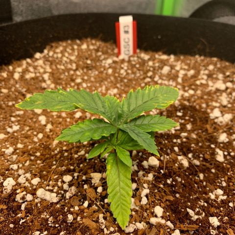 Girl Scout Cookies #3 growlog timeline photo