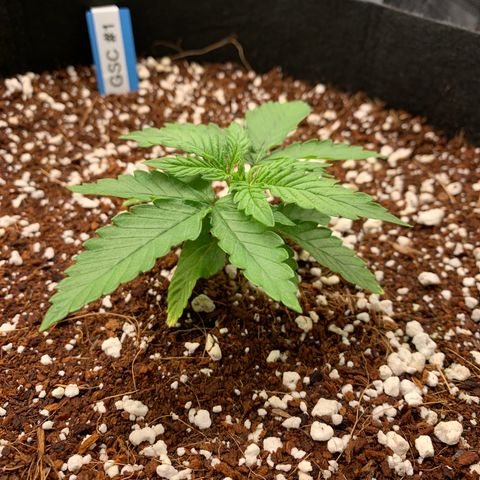 Girl Scout Cookies #1 growlog timeline photo