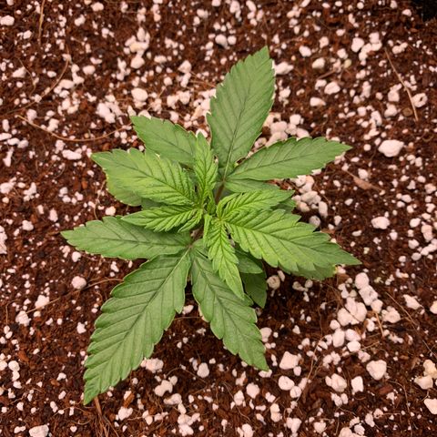 Girl Scout Cookies #1 growlog timeline photo