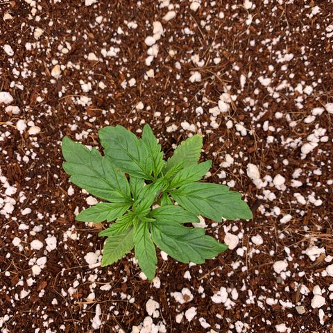 Girl Scout Cookies #3 growlog timeline photo