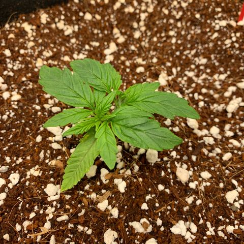 Girl Scout Cookies #3 growlog timeline photo