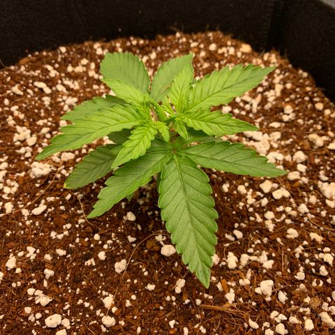 Girl Scout Cookies #1 growlog timeline photo