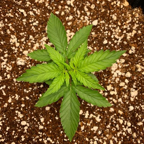 Girl Scout Cookies #1 growlog timeline photo