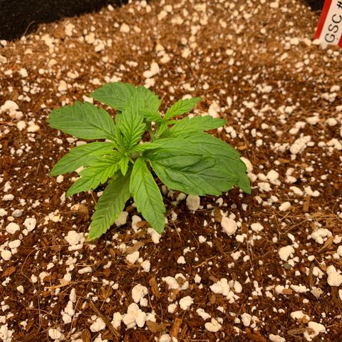 Girl Scout Cookies #3 growlog timeline photo