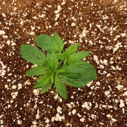 Girl Scout Cookies #3 growlog timeline photo