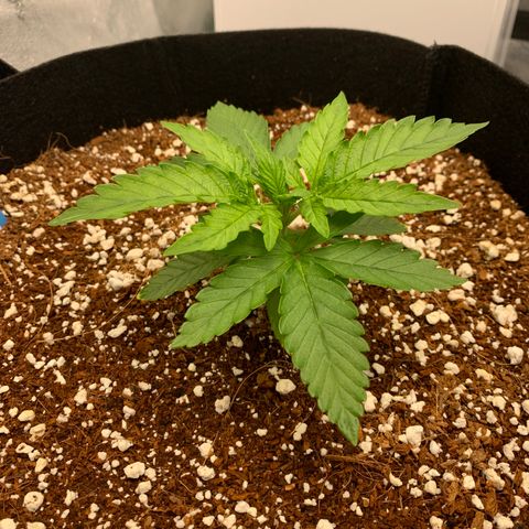 Girl Scout Cookies #1 growlog timeline photo