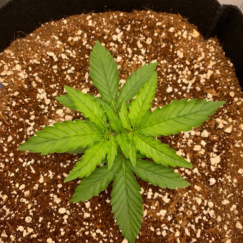Girl Scout Cookies #1 growlog timeline photo