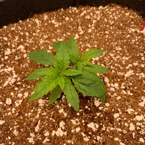 Girl Scout Cookies #3 growlog timeline photo