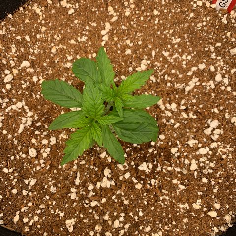 Girl Scout Cookies #3 growlog timeline photo