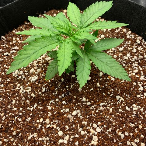 Girl Scout Cookies #1 growlog timeline photo
