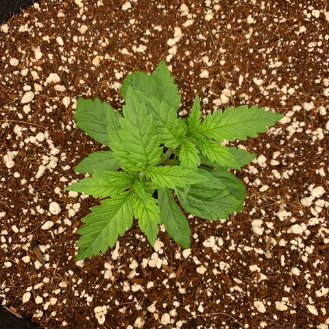 Girl Scout Cookies #3 growlog timeline photo