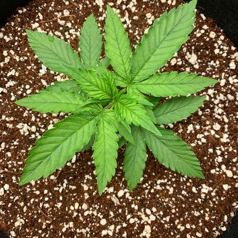 Girl Scout Cookies #1 growlog timeline photo
