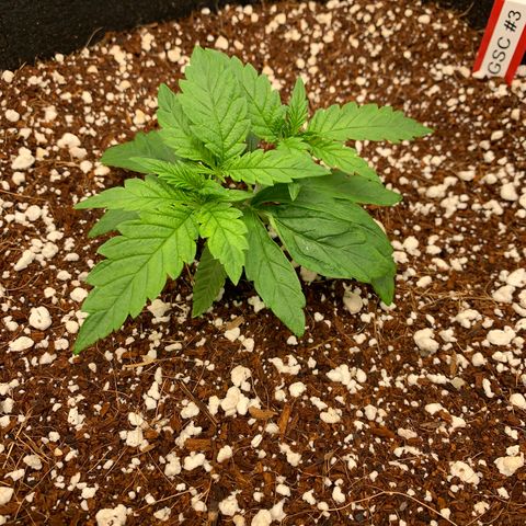 Girl Scout Cookies #3 growlog timeline photo