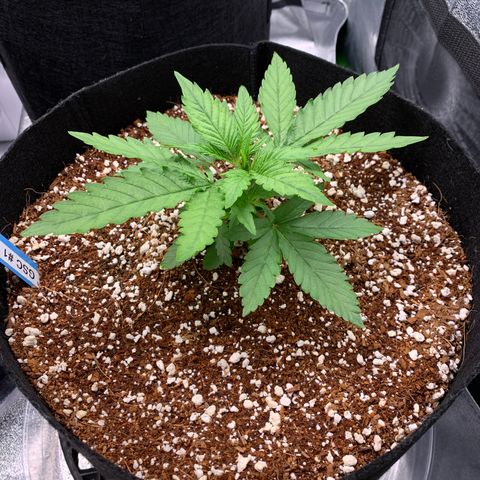 Girl Scout Cookies #1 growlog timeline photo