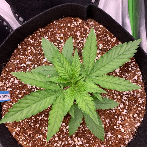 Girl Scout Cookies #1 growlog timeline photo