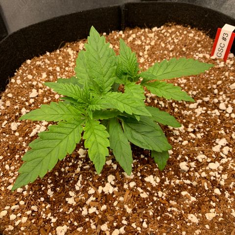 Girl Scout Cookies #3 growlog timeline photo