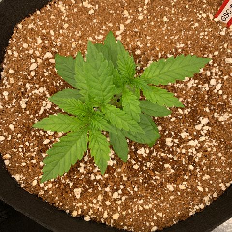 Girl Scout Cookies #3 growlog timeline photo