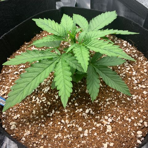 Girl Scout Cookies #1 growlog timeline photo