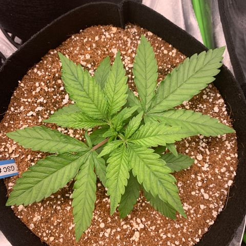 Girl Scout Cookies #1 growlog timeline photo