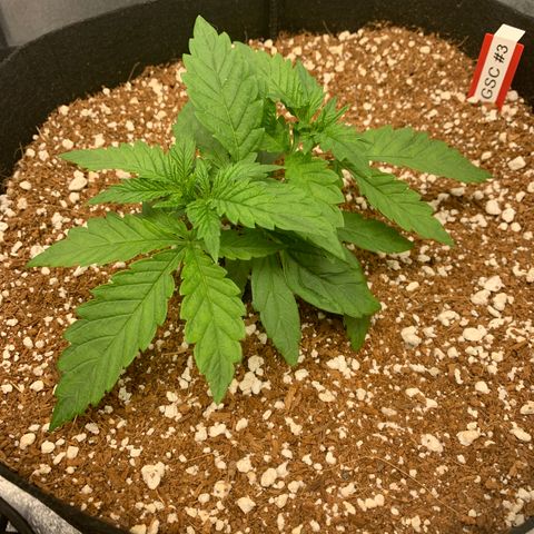 Girl Scout Cookies #3 growlog timeline photo