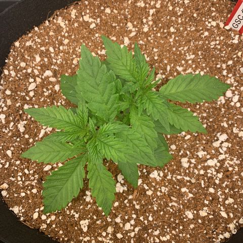 Girl Scout Cookies #3 growlog timeline photo