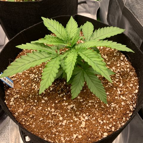 Girl Scout Cookies #1 growlog timeline photo