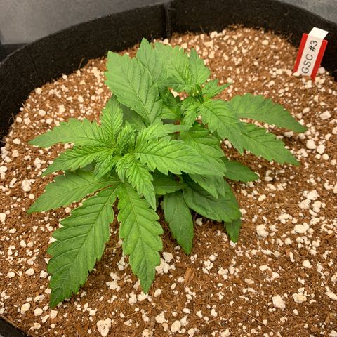 Girl Scout Cookies #3 growlog timeline photo